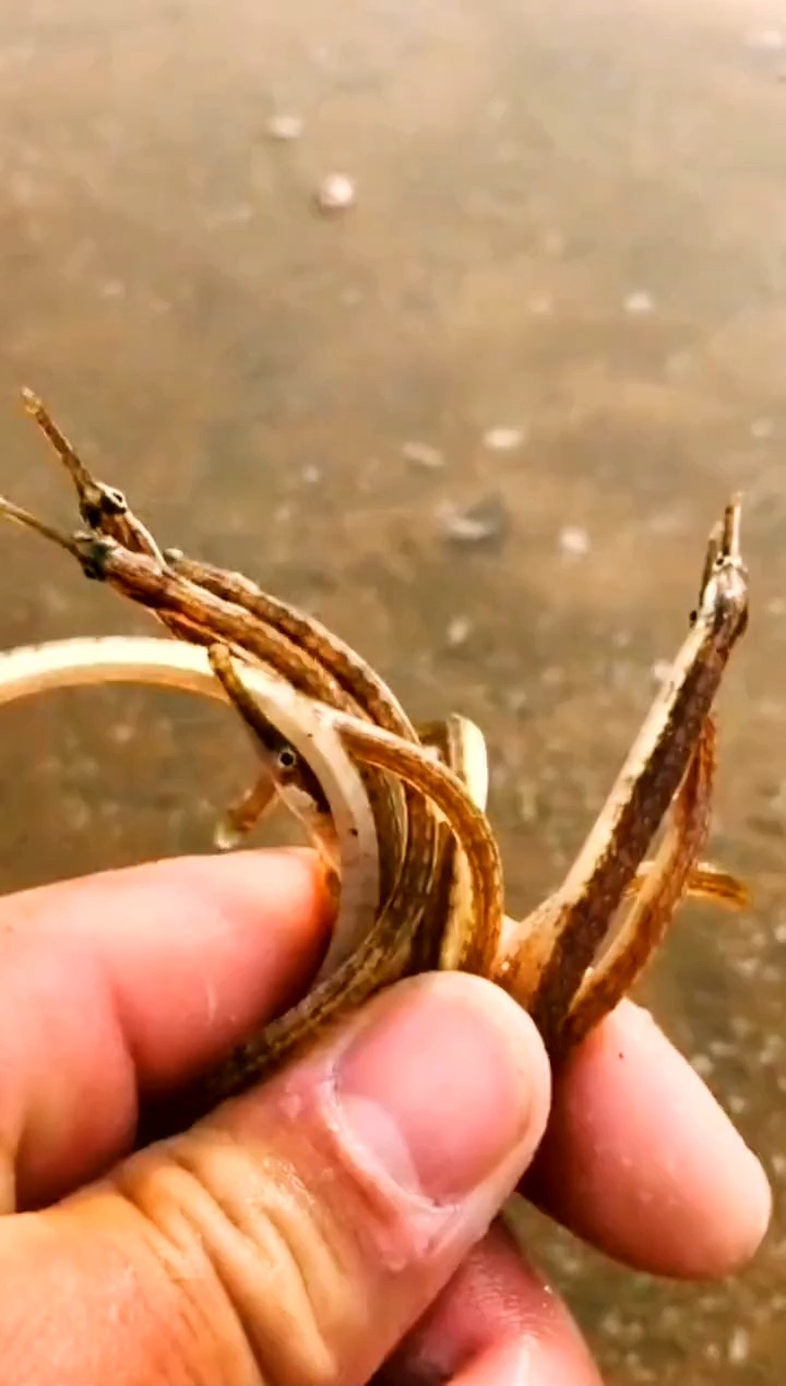 有人见过海龙鱼吗