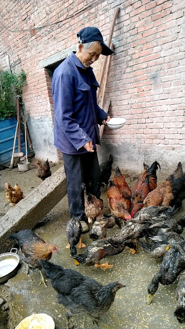 山上农村大爷,喂鸡都这么开心