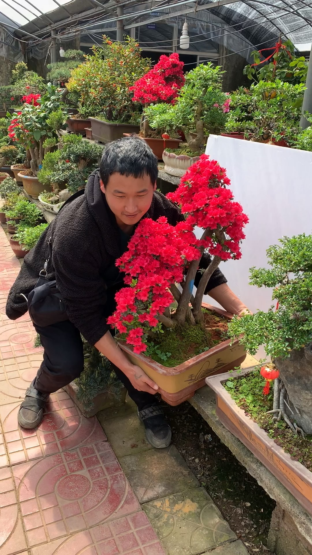 品种万紫千红杜鹃盆景