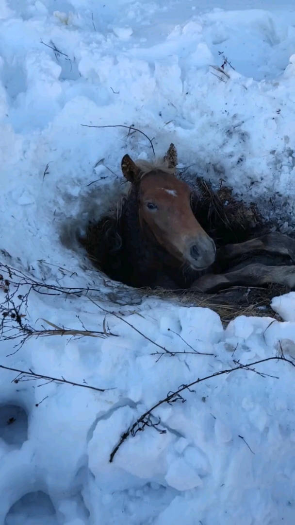 求助的眼神,此刻它心里与人类遇难心情是互通的,好心人快帮它摆脱困境