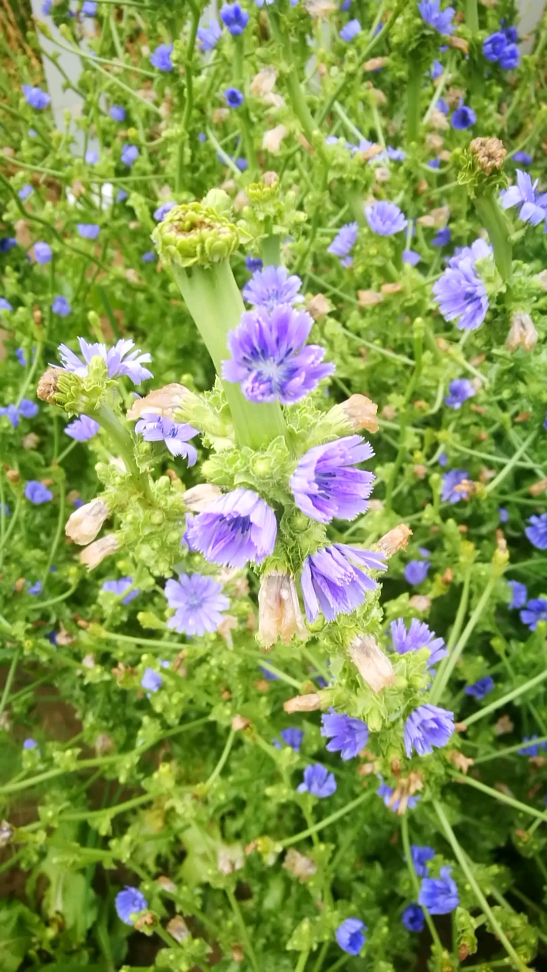 苦菊菜开花时,散发着淡淡的清香