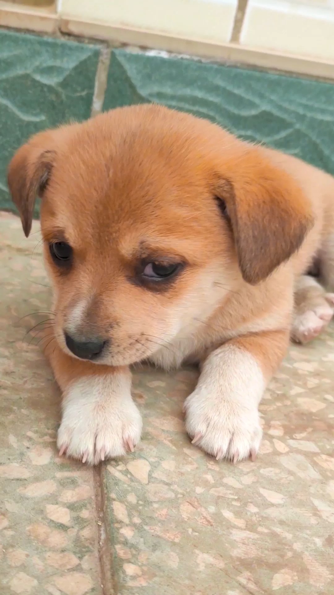 狗狗#原来小狗狗也会有不开心的时候