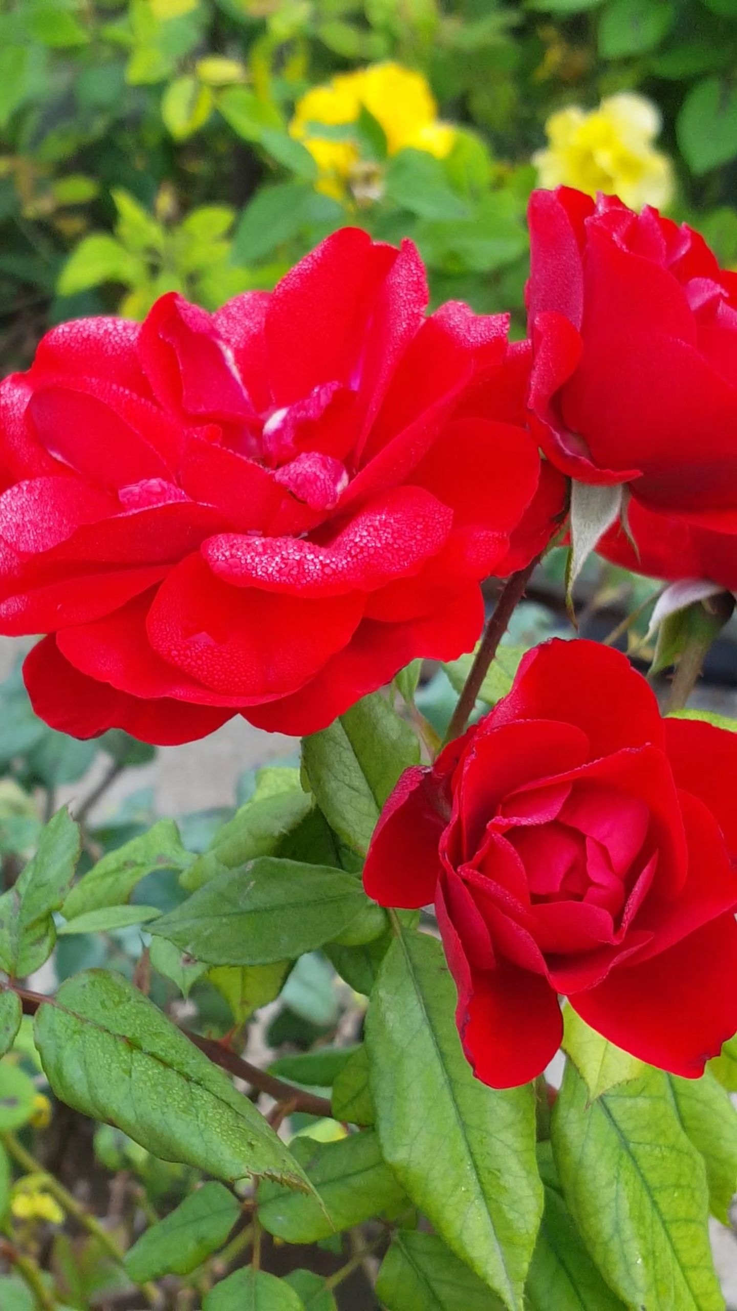 立春#艳丽的红色月季花