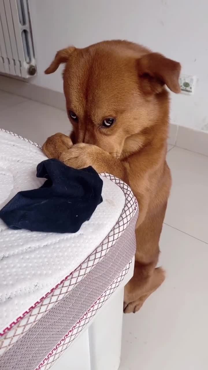 家有汪星人#袜子我给你拿过来了别捂着鼻子了赶紧咬吧