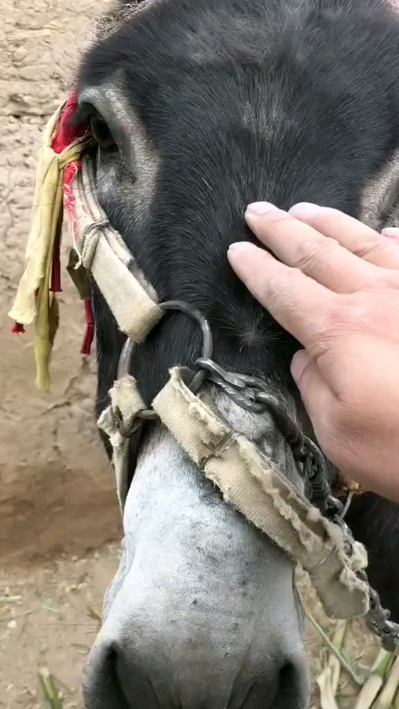 对驴弹琴