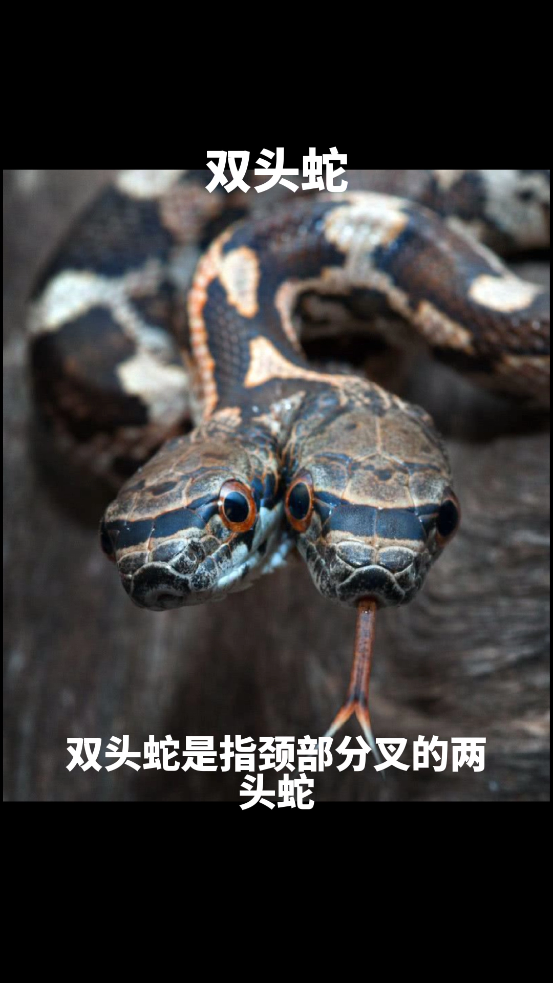 两头蛇真很恐怖!
