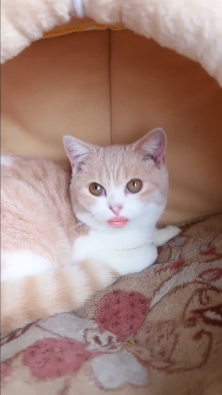 猫届第一mua已上线!当我被一首歌洗脑