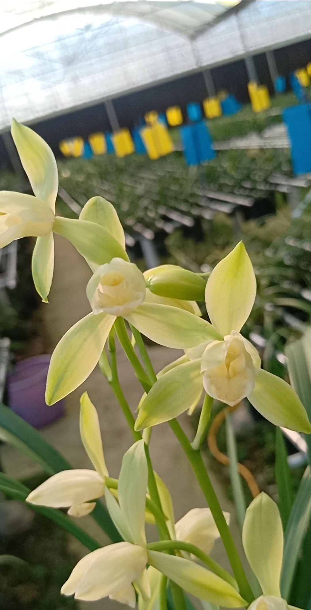 白玉荷～建兰荷瓣素心开花啦-度小视