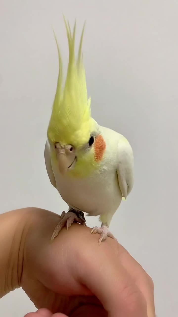 玄凤鹦鹉黄冠展示