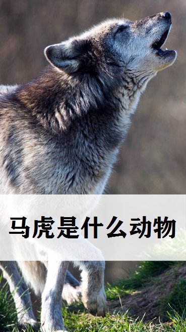 科普动物小知识,马虎是什么动物