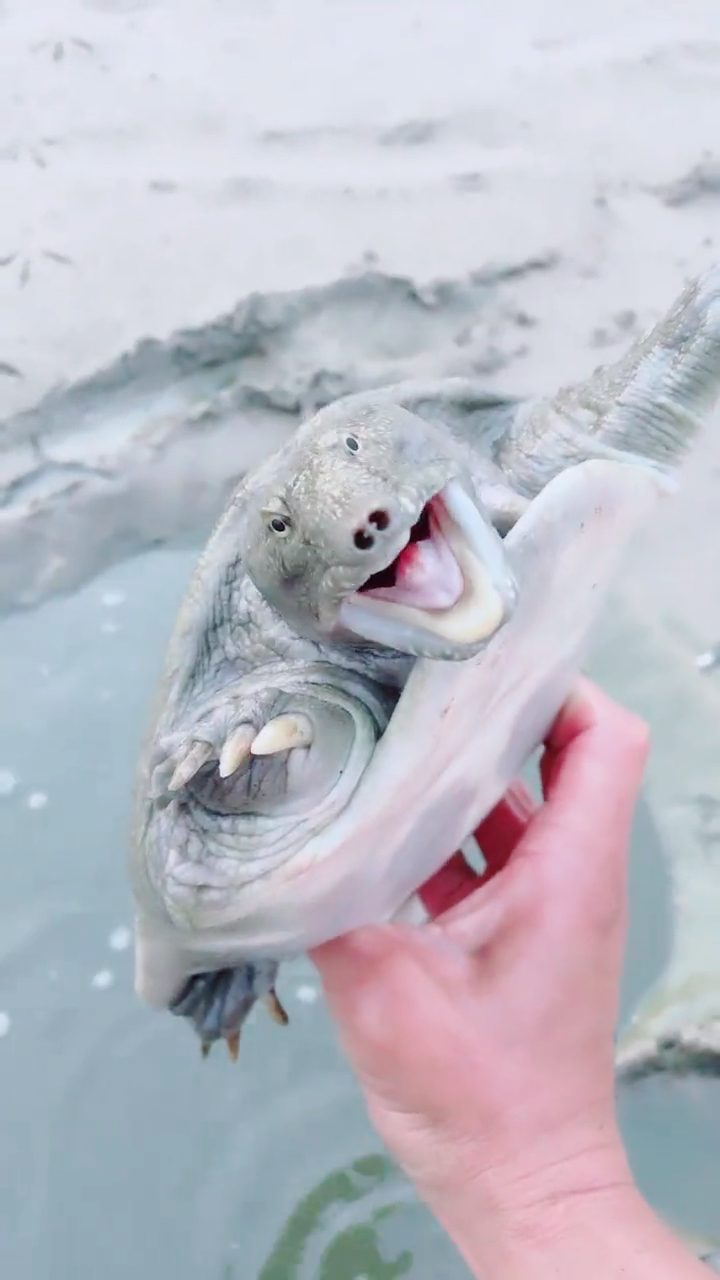 #甲鱼表情#钻在土里,一下搞定!这表情是甲鱼最葫的.-度小视