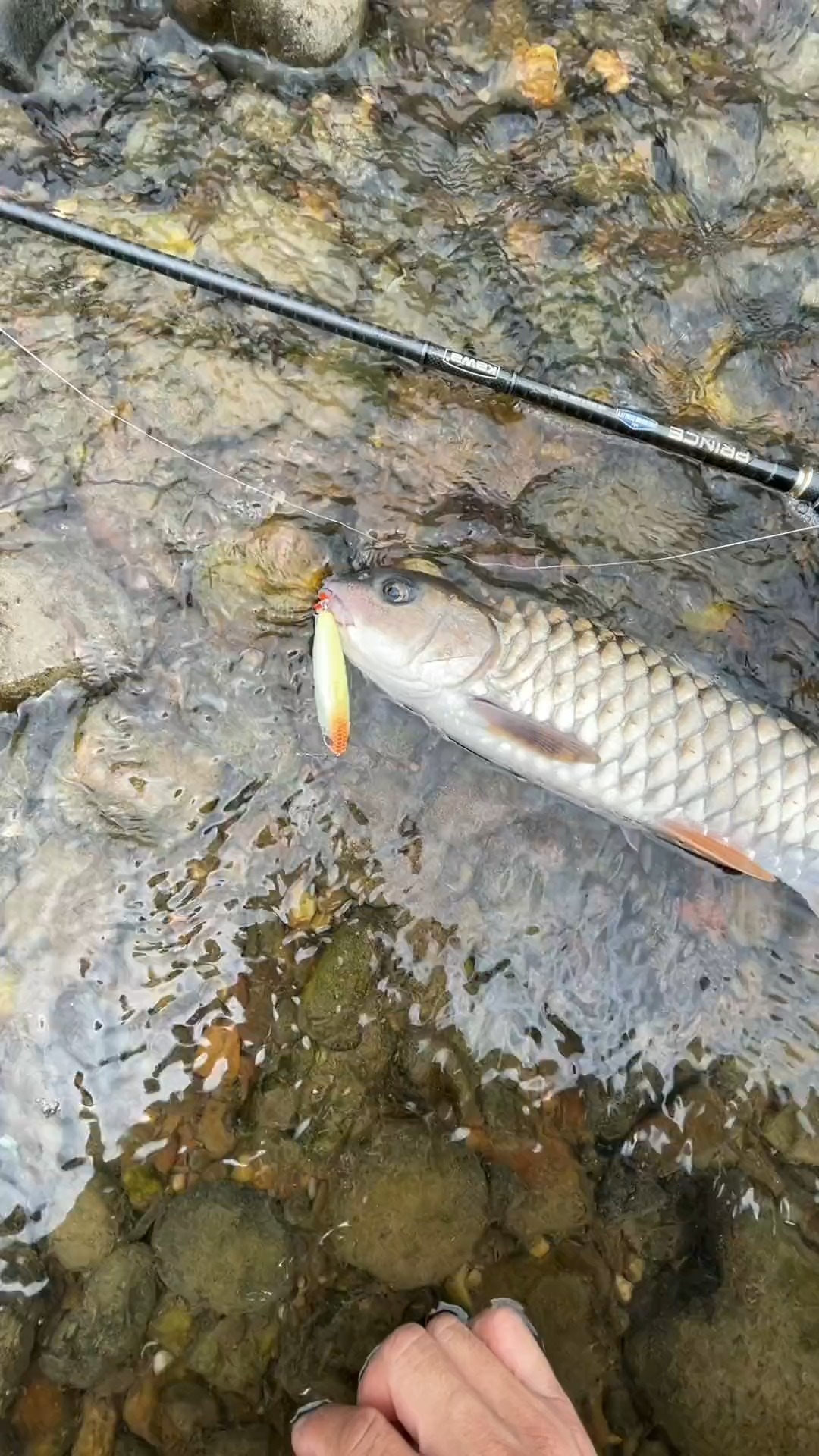 钓鱼#钓友们,路亚军鱼旺季在哪几个月?评论区告诉我.