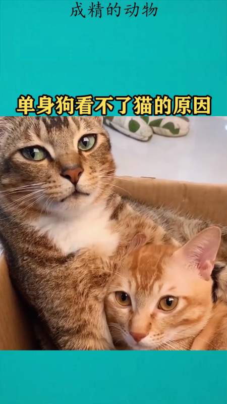 我要上热门#单身狗看不了猫的原因!