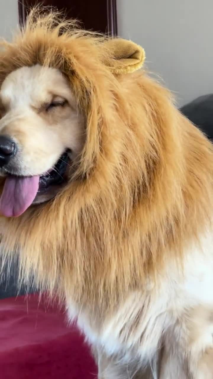 非主流?不是所有金毛都能成为狮子王