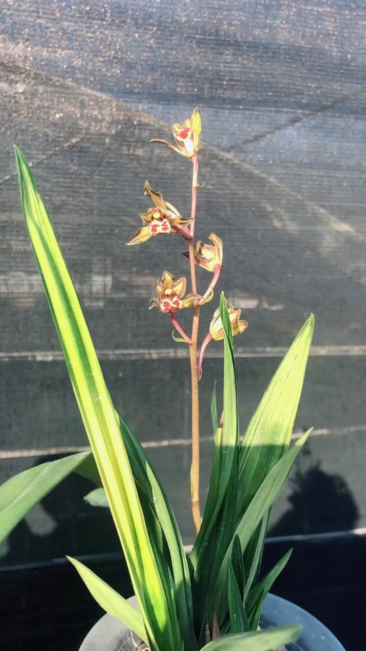 晒年货#墨兰金龙如意