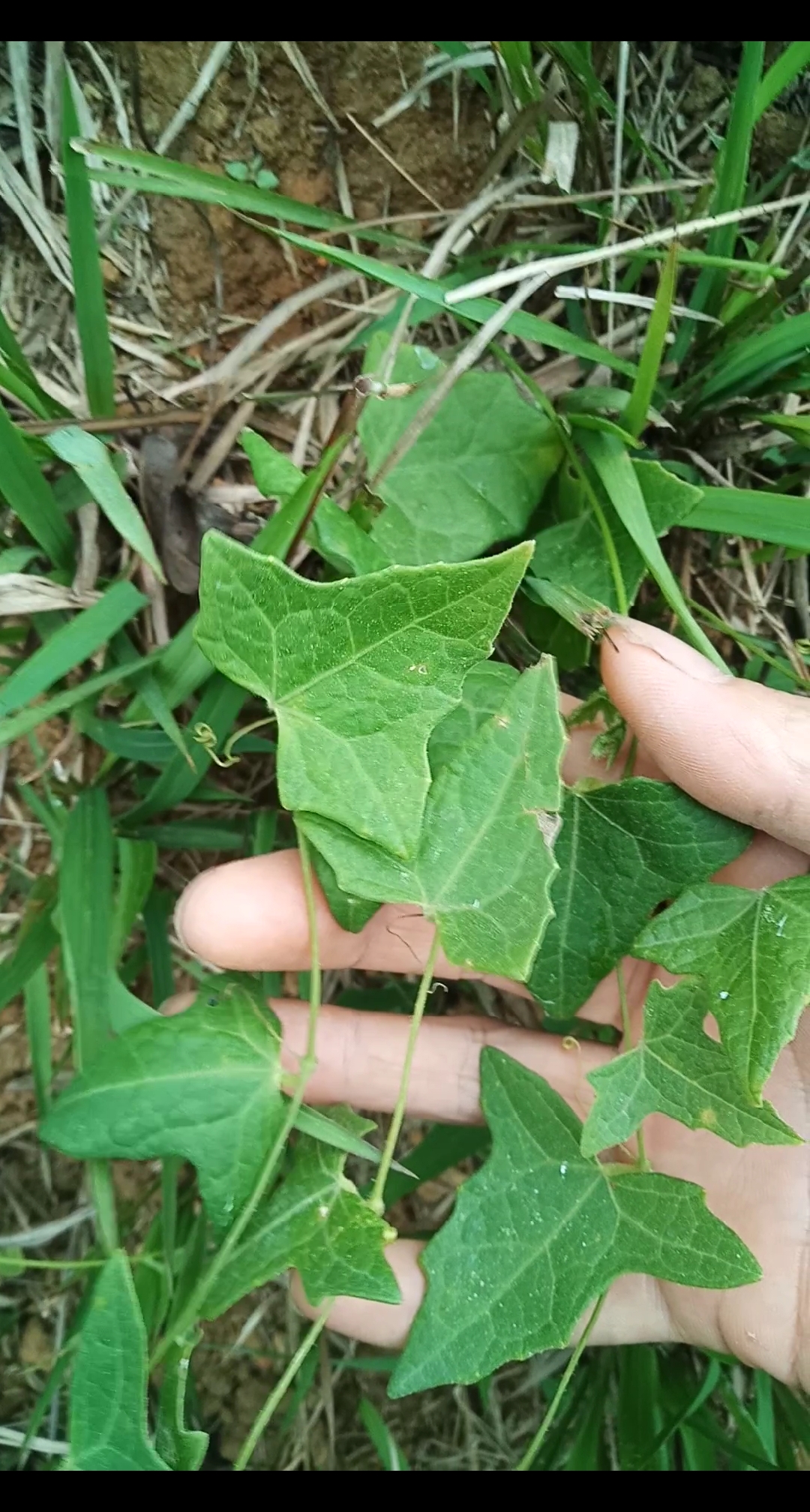 我们土名叫它:老鼠瓜,你们那叫什么呢?