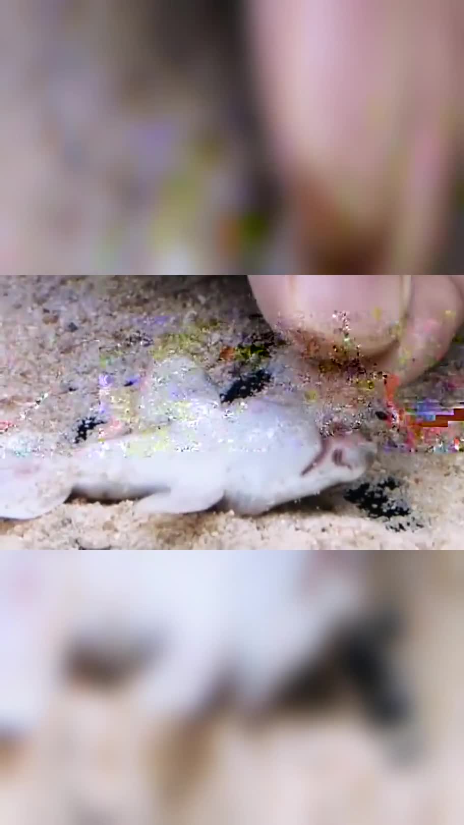 一只爱卖萌的梅花鲨鱼宝宝,没想到还是个小戏精,只有吃的才能让它起床