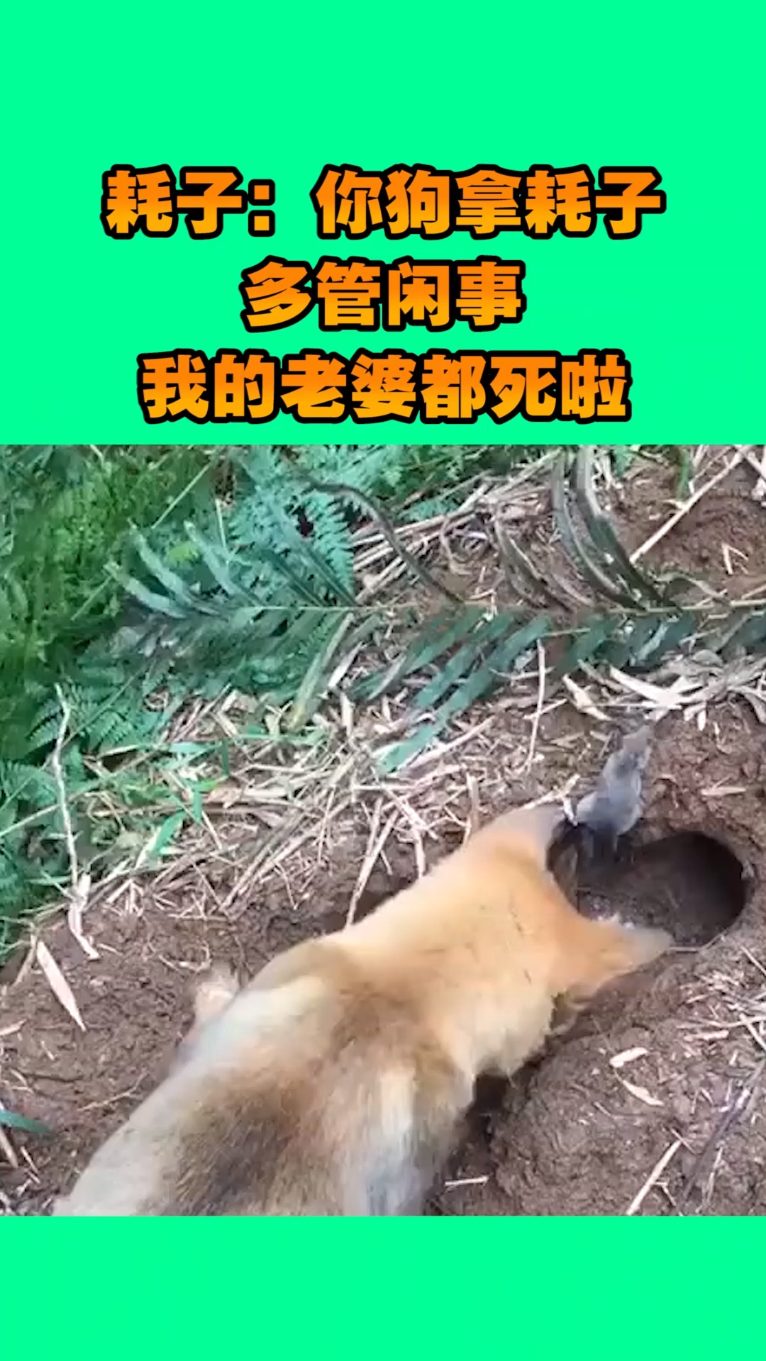 狗捉老鼠多管闲事图片