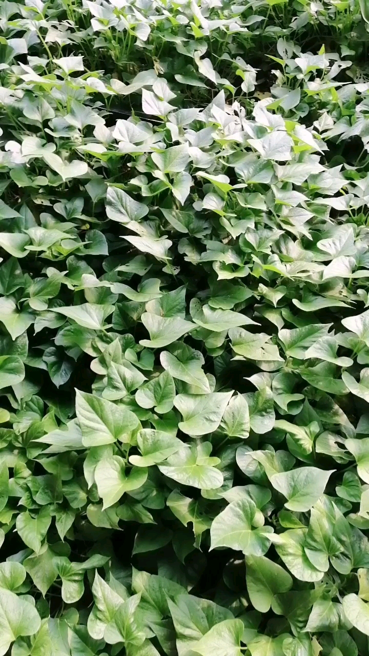 朋友们,这是一棚红薯秧苗.