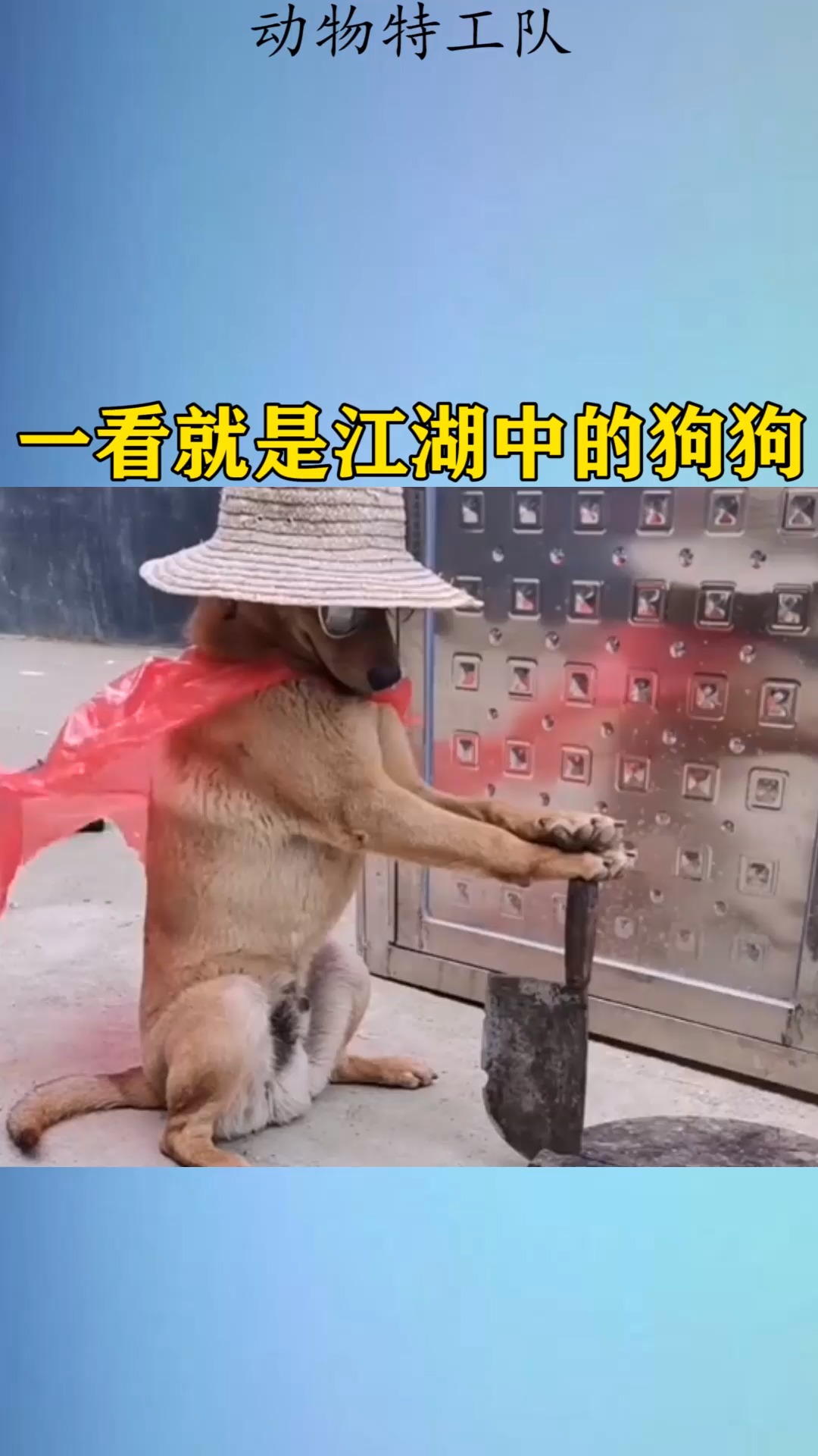 我家萌宠成精了#一看就是江湖中的狗狗