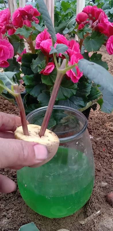 最潮劳动者#玻璃海棠这样扦插,成活率百分之百-度小视