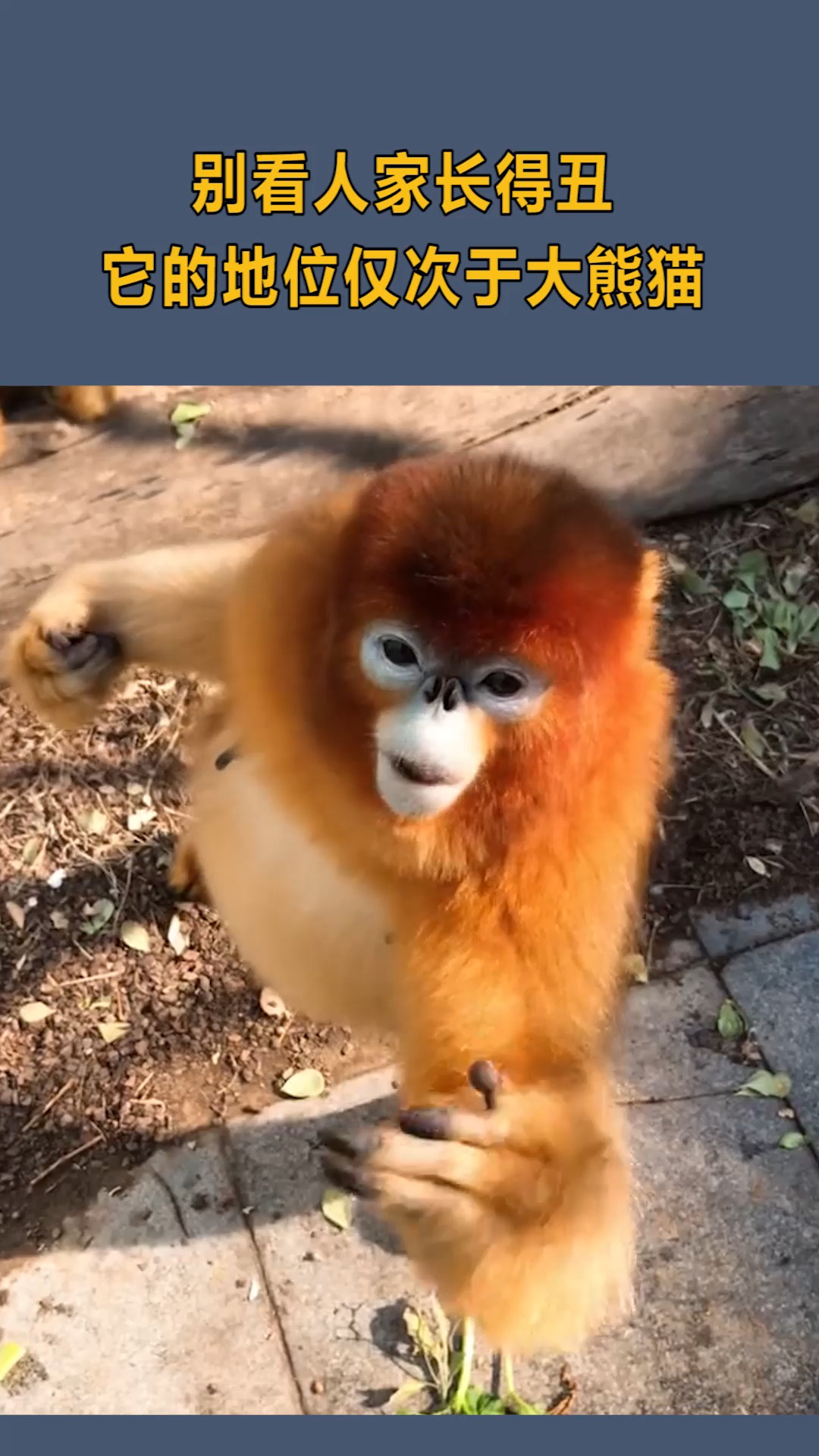 别看人家长的丑,但它的地位,仅次于国宝大熊猫!