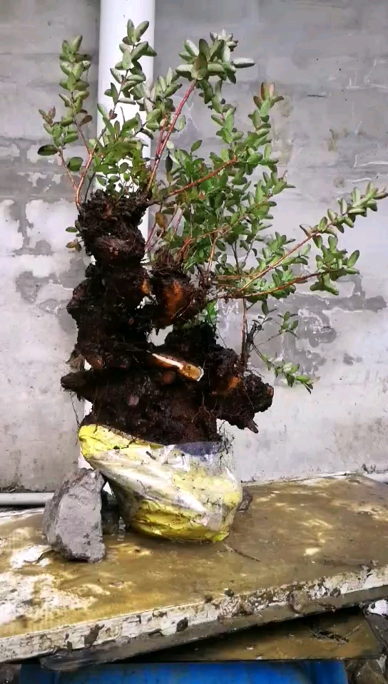 野蓝梅精品老桩