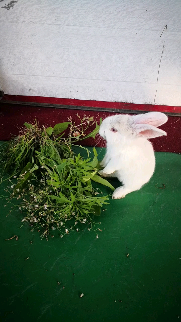 流浪兔子,炖了咋样