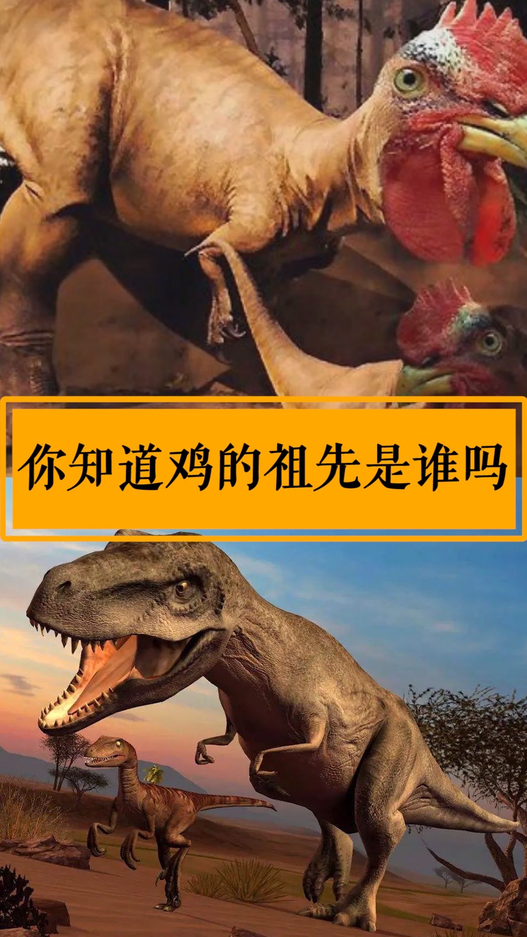 恐龙#鸡的祖先可能是恐龙,你觉得呢?-度小视