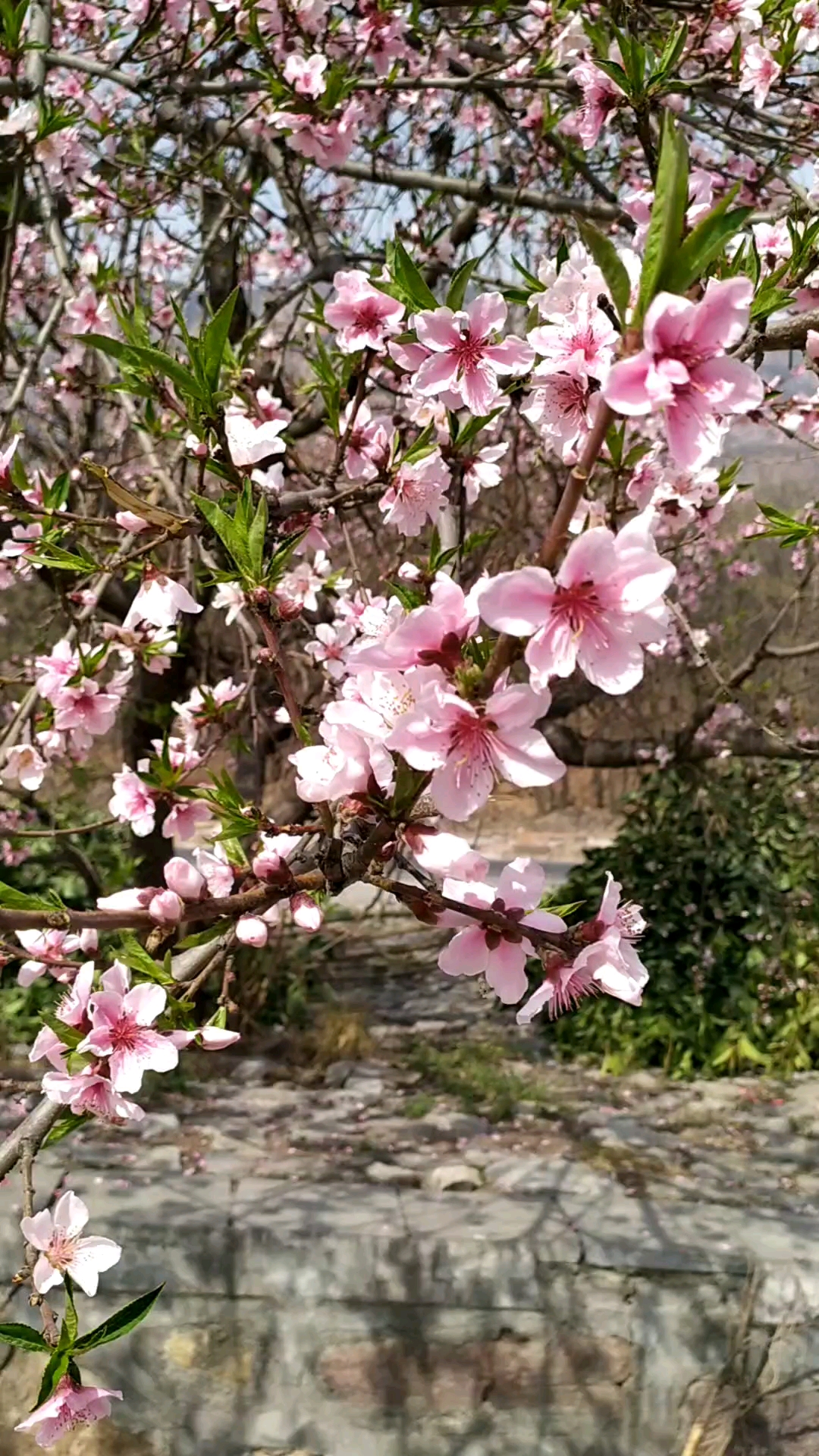 太行山上桃花开了,来看看吧