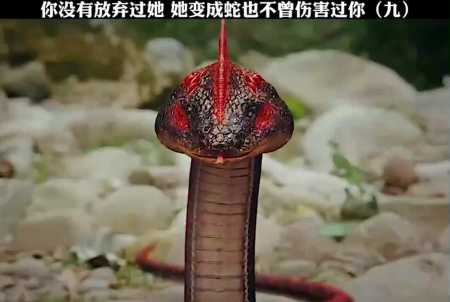 0/100 回复 ghghg网6小时前 我在书上看过这集 啊宁变成了半人半蛇