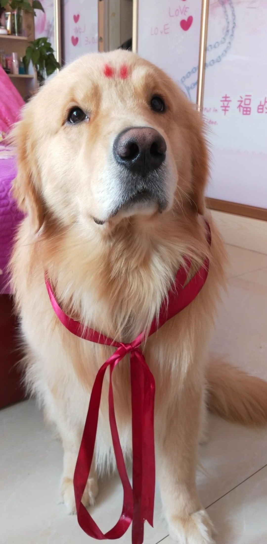 傲娇的狗子,不给吃的不配合