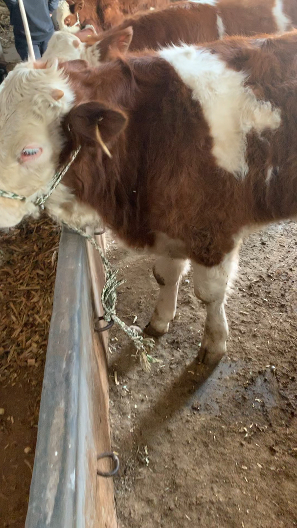 莱州肉牛老葛下乡挑选小公牛