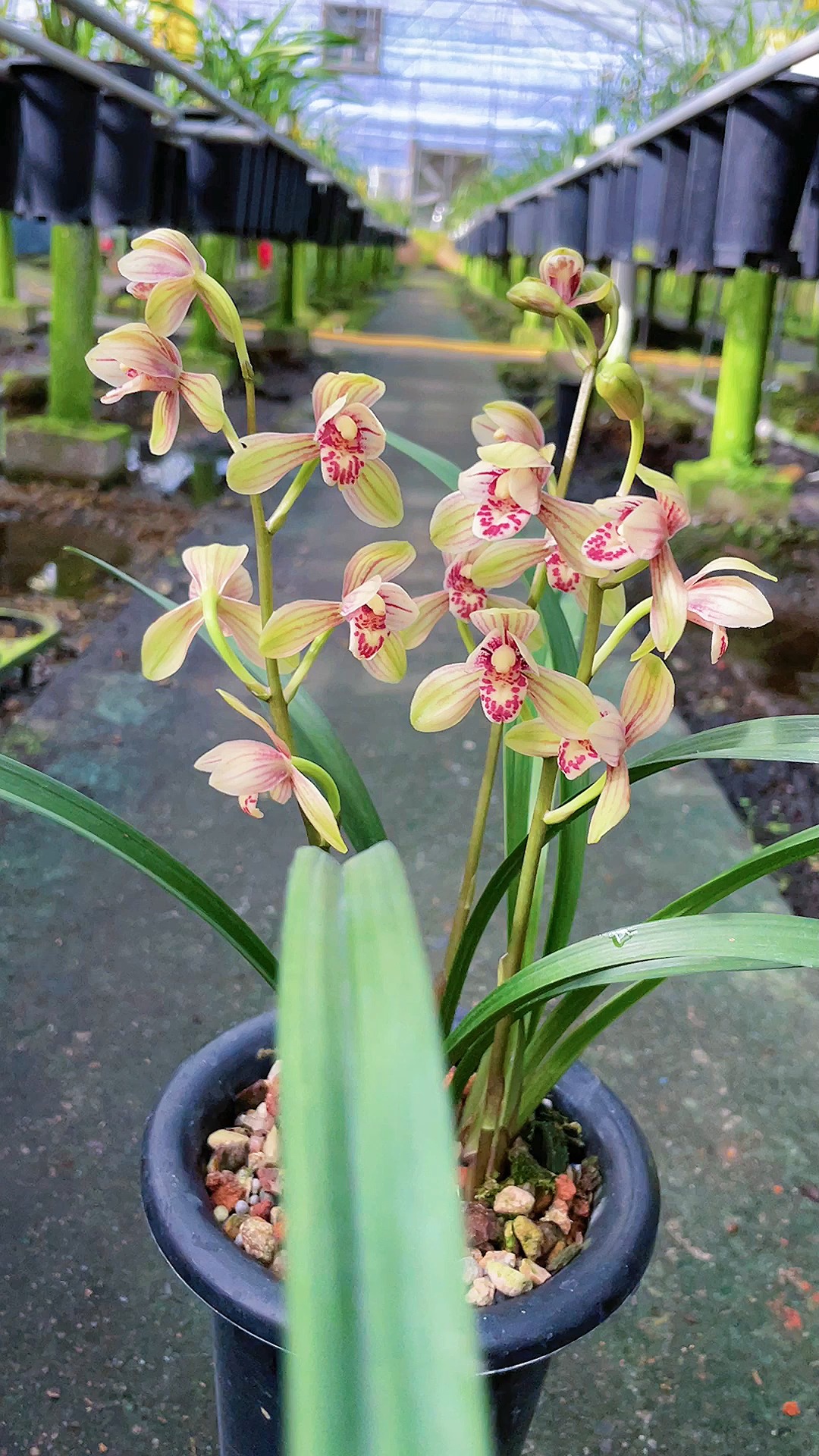 兰花#建兰君荷,八大铭品里面唯一荷瓣品种,花大又浓香