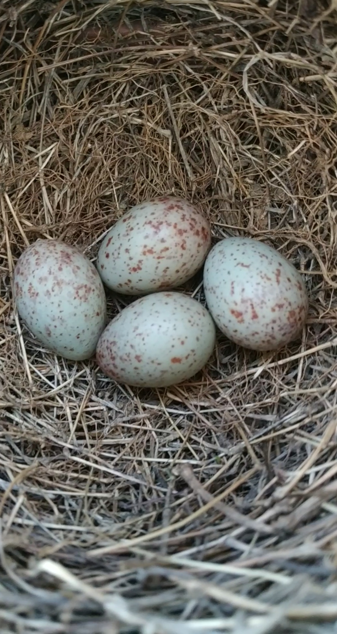 散养乌鸫繁殖过程视频,乌鸫下蛋孵蛋视频