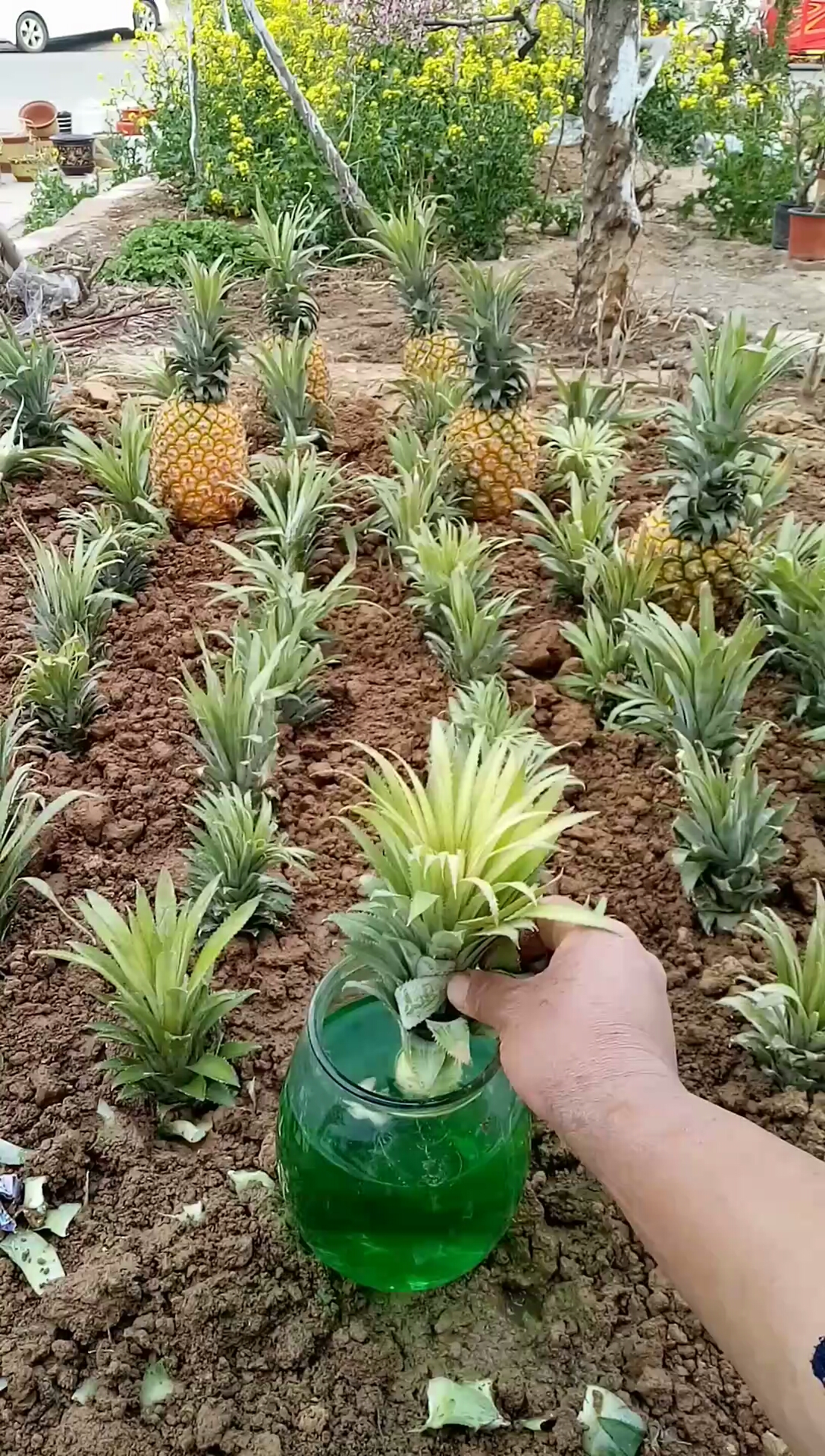 这是高手#菠萝繁殖技巧