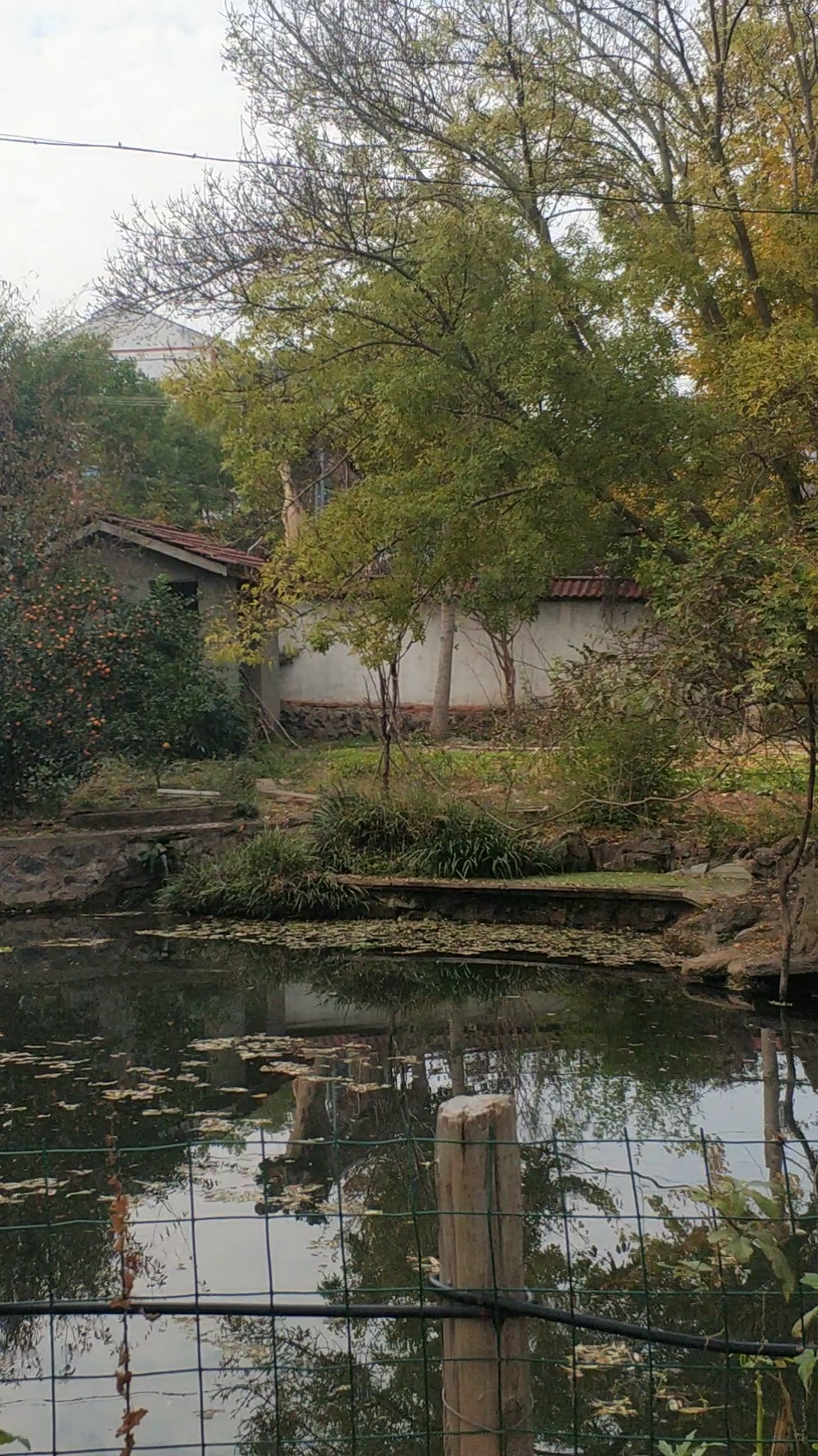 農家庭院秋景