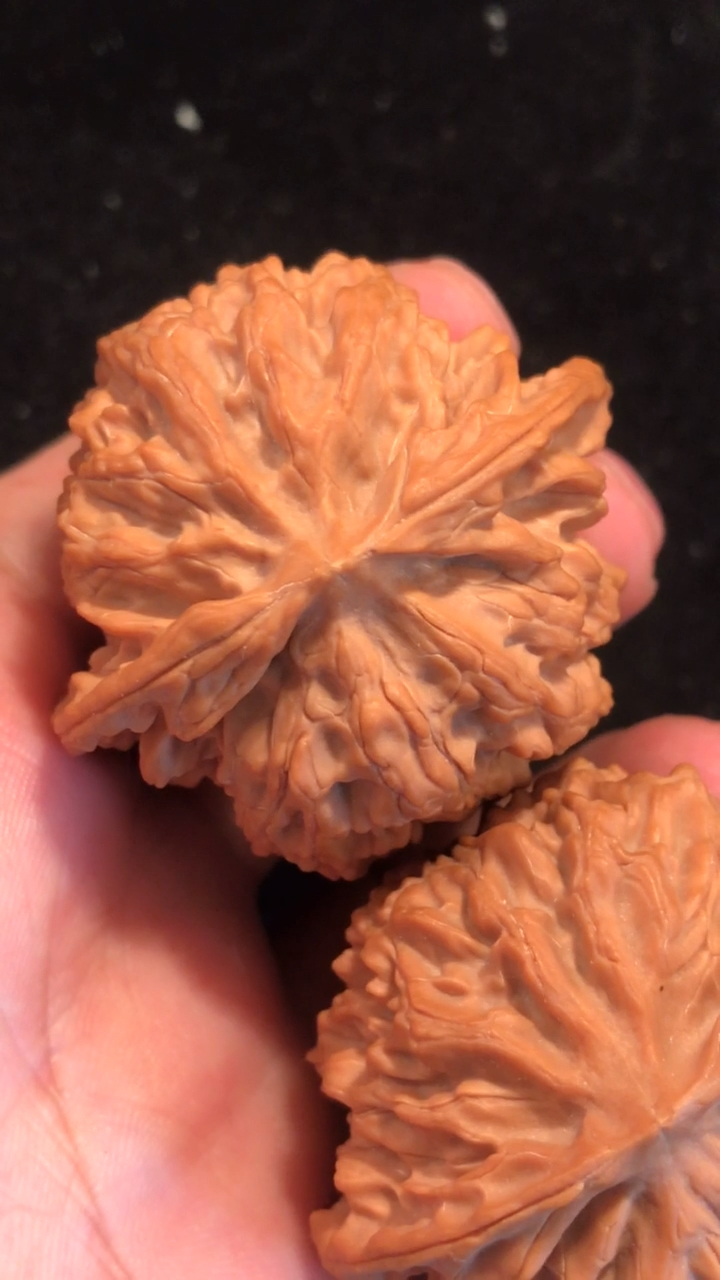 产自百花山的一对苹果园狮子头