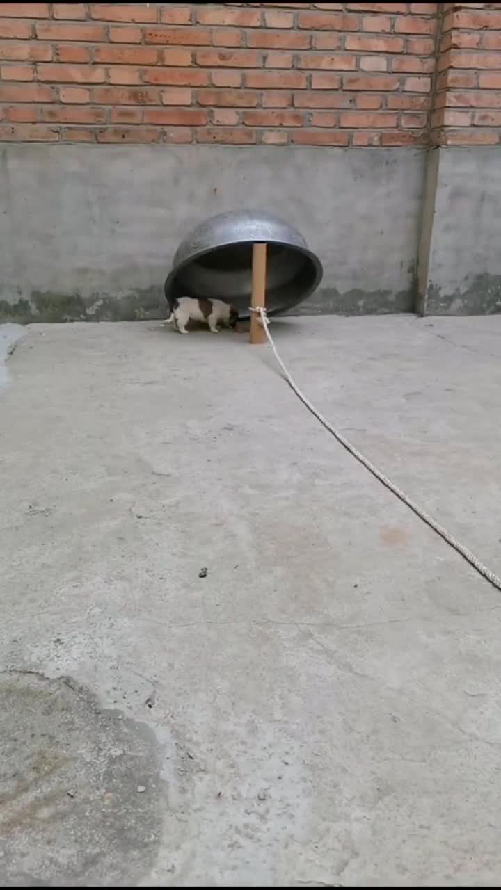 你是逮鸟还是逮狗这神器你也只能对狗有用了