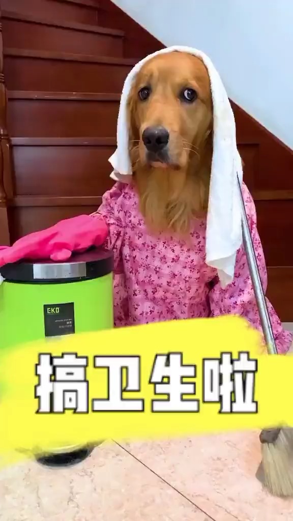 我家萌宠成精了这只狗狗会帮家里打扫卫生