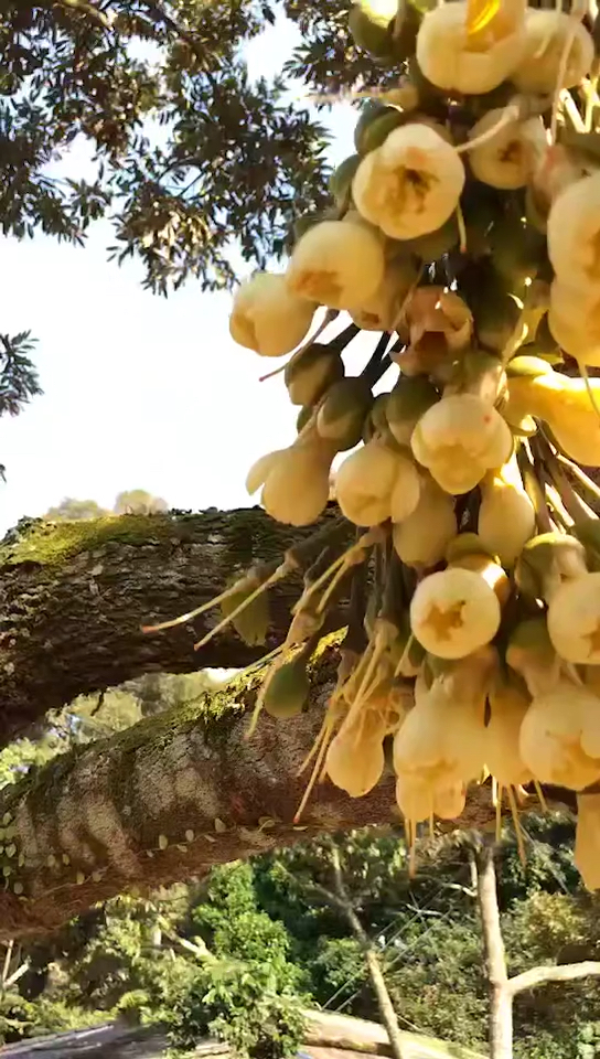 马来西亚榴莲种植园,花果同枝奇观