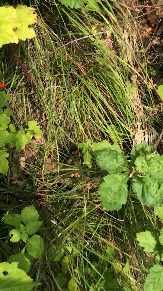 知道什么是俗称的婆婆头么?东北野生树莓