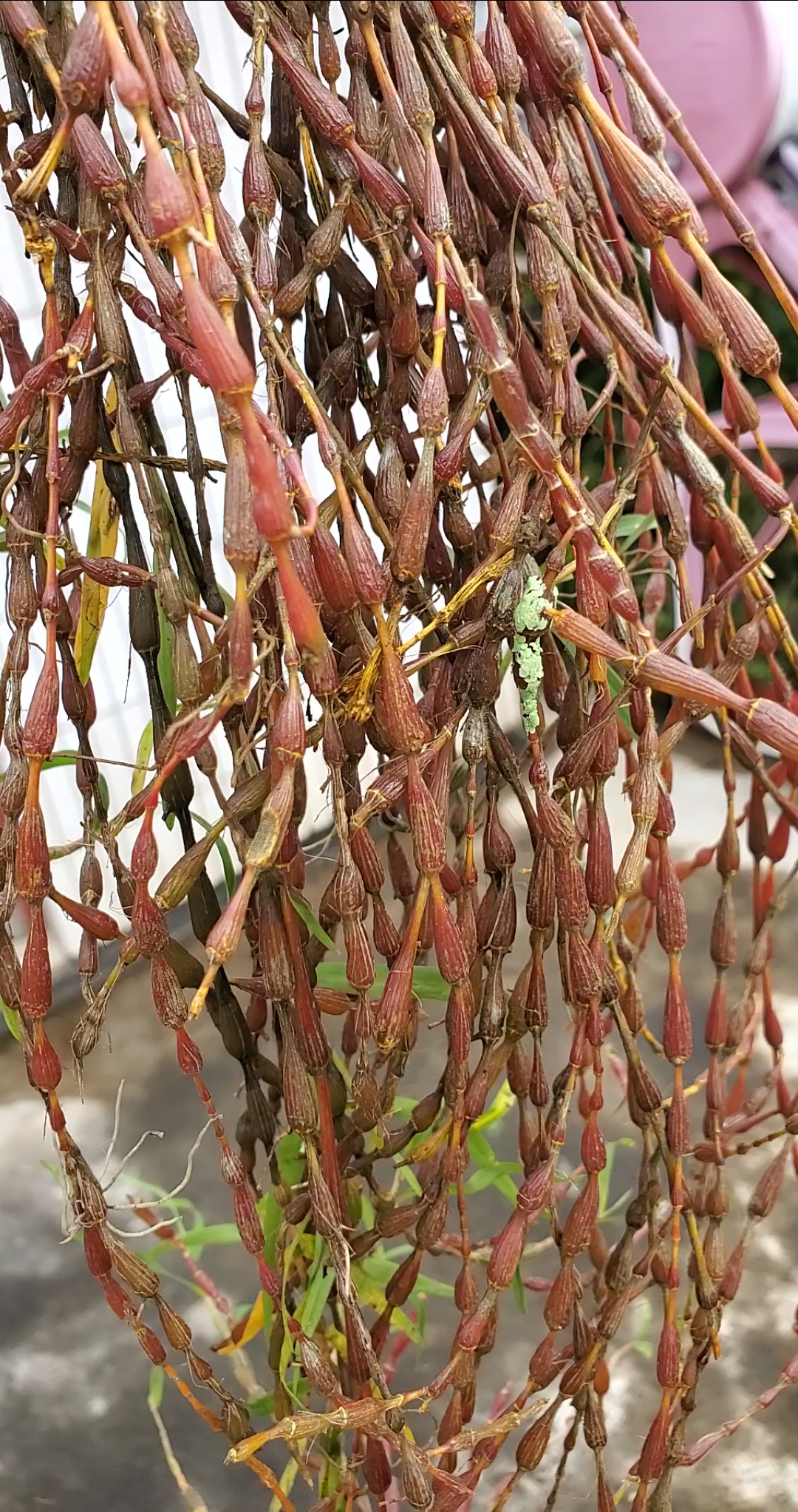 石斛记#红色串珠石斛