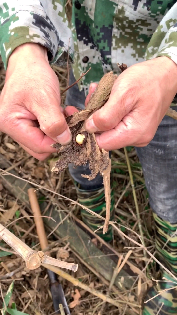 大山里的宝#葛藤上面的虫"葛虫"