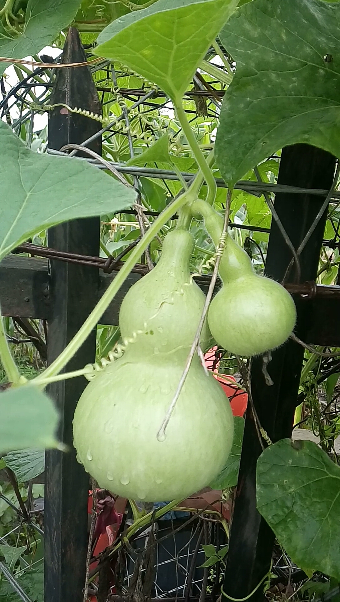 我要上热门#一根藤上两个瓜