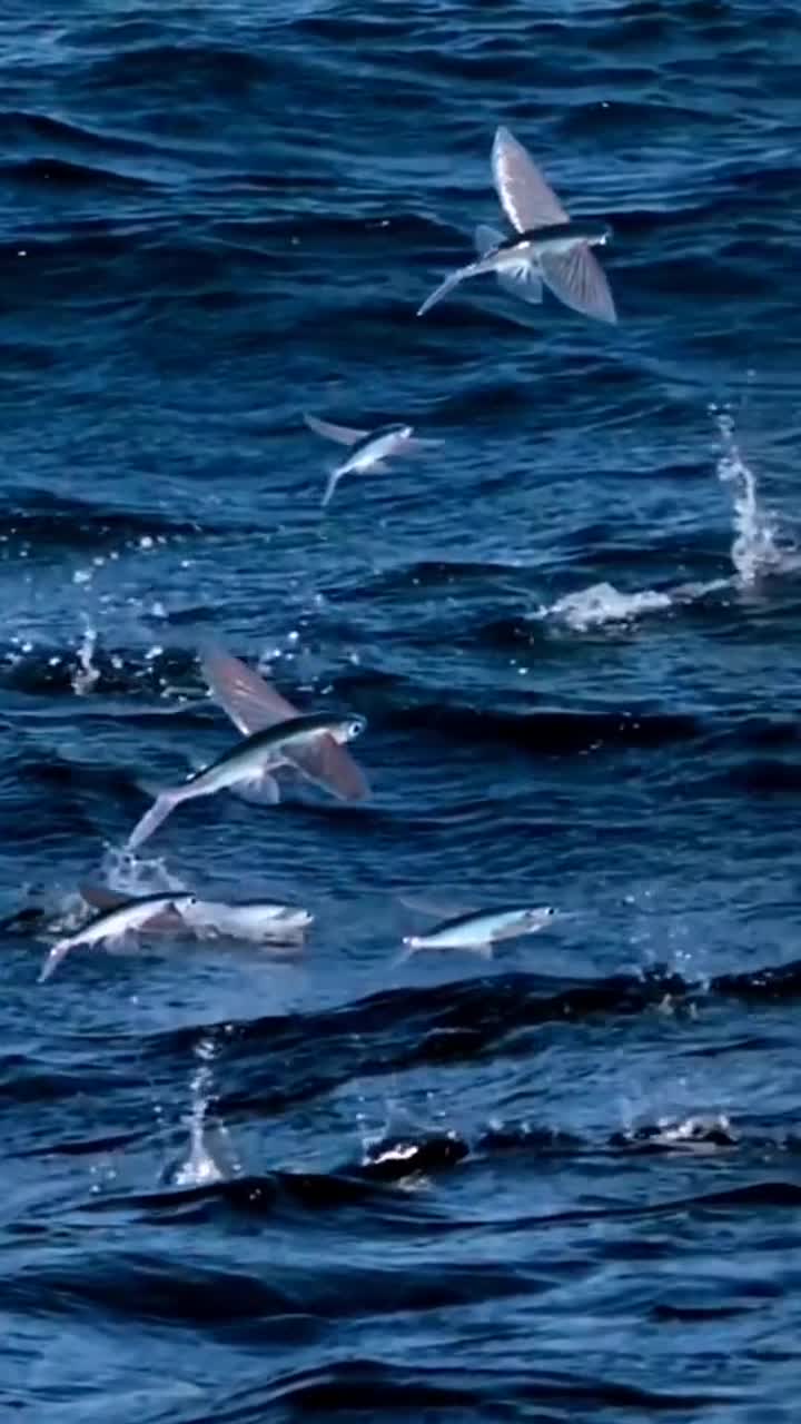打卡分享航行于地中海零距离海上精灵会飞的鱼群跃出海面,十分罕见