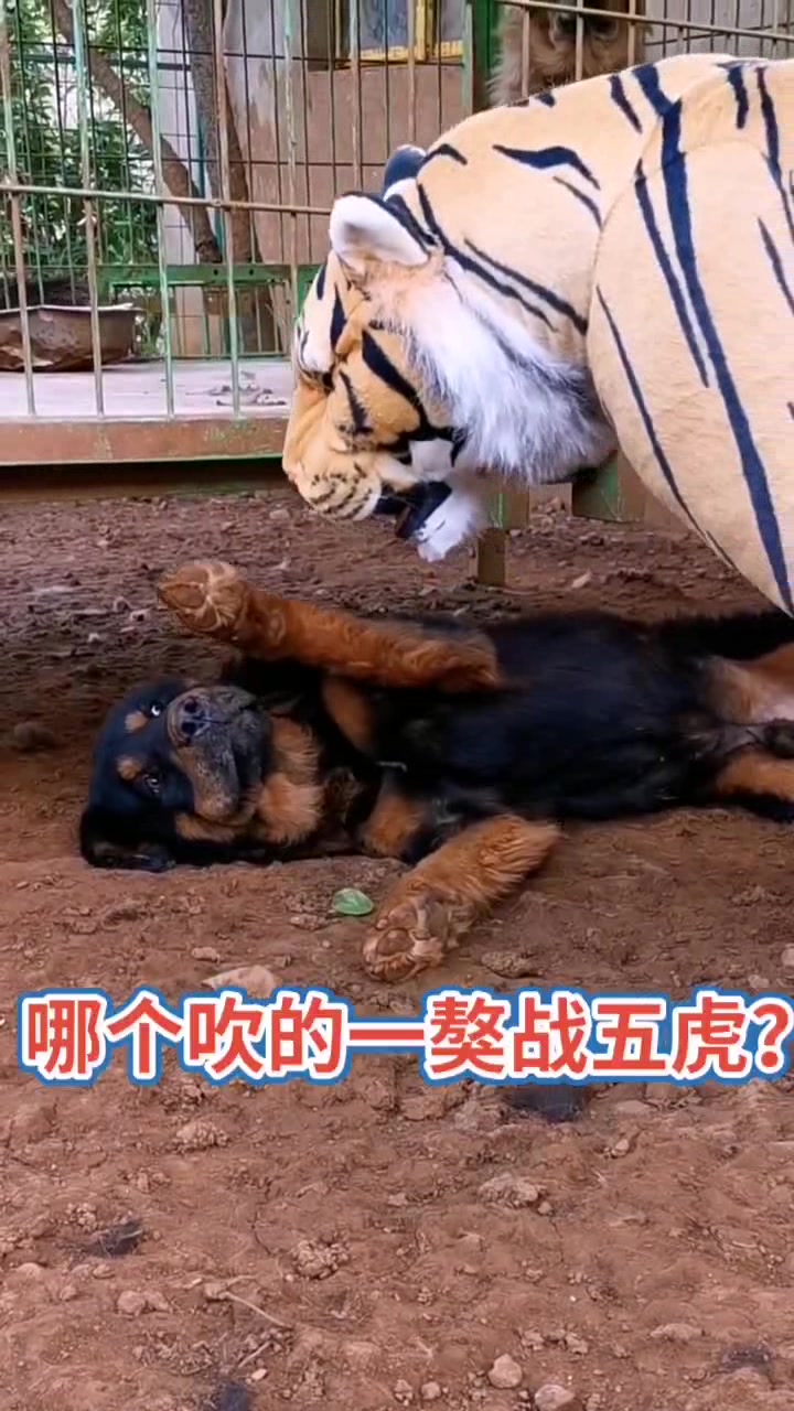 不是说藏獒很猛吗被一个假老虎吓成这样一点面子都不要了
