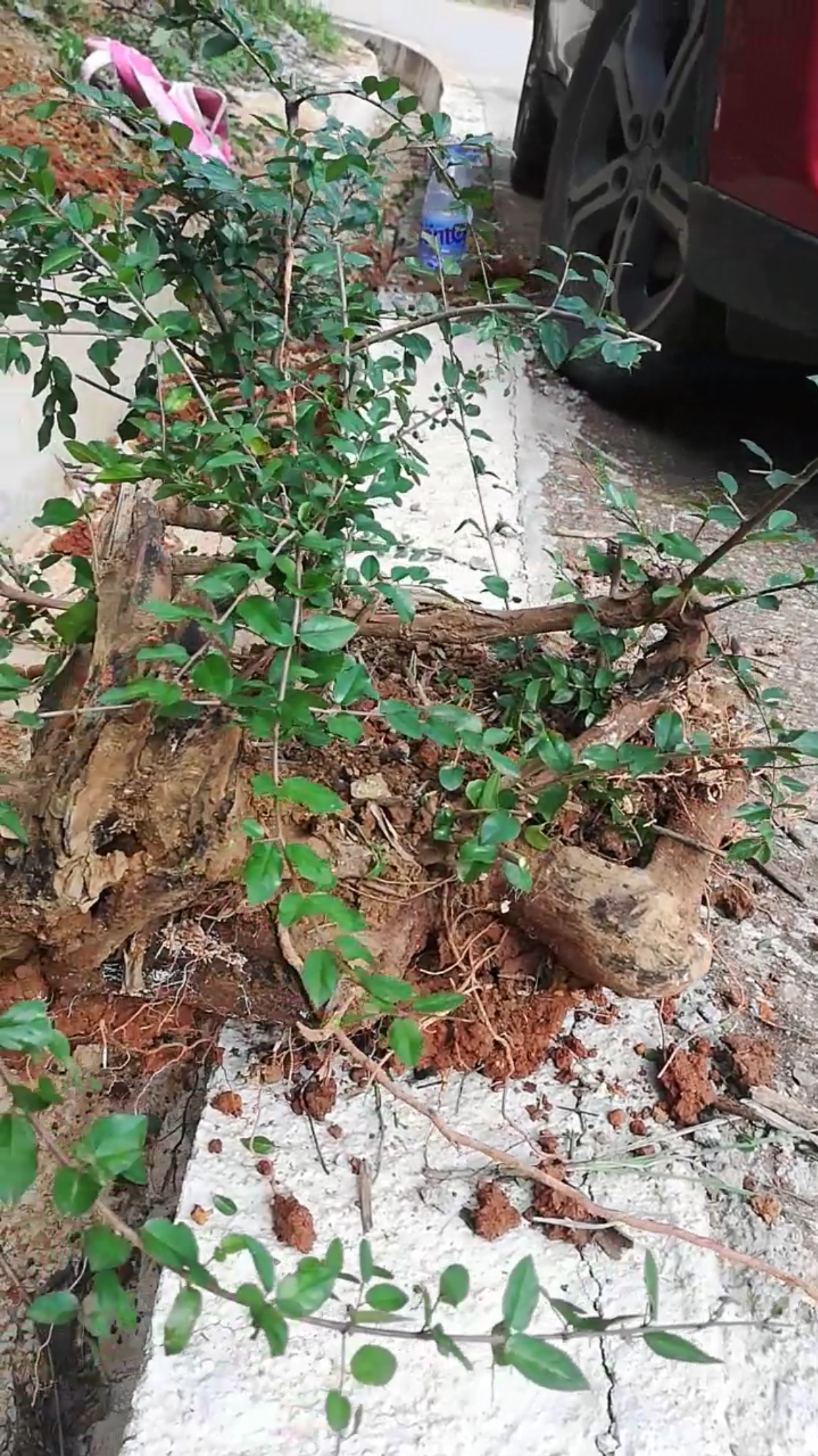 千奇百怪盆景桩#发财啦,挖到两棵极品雀梅老桩