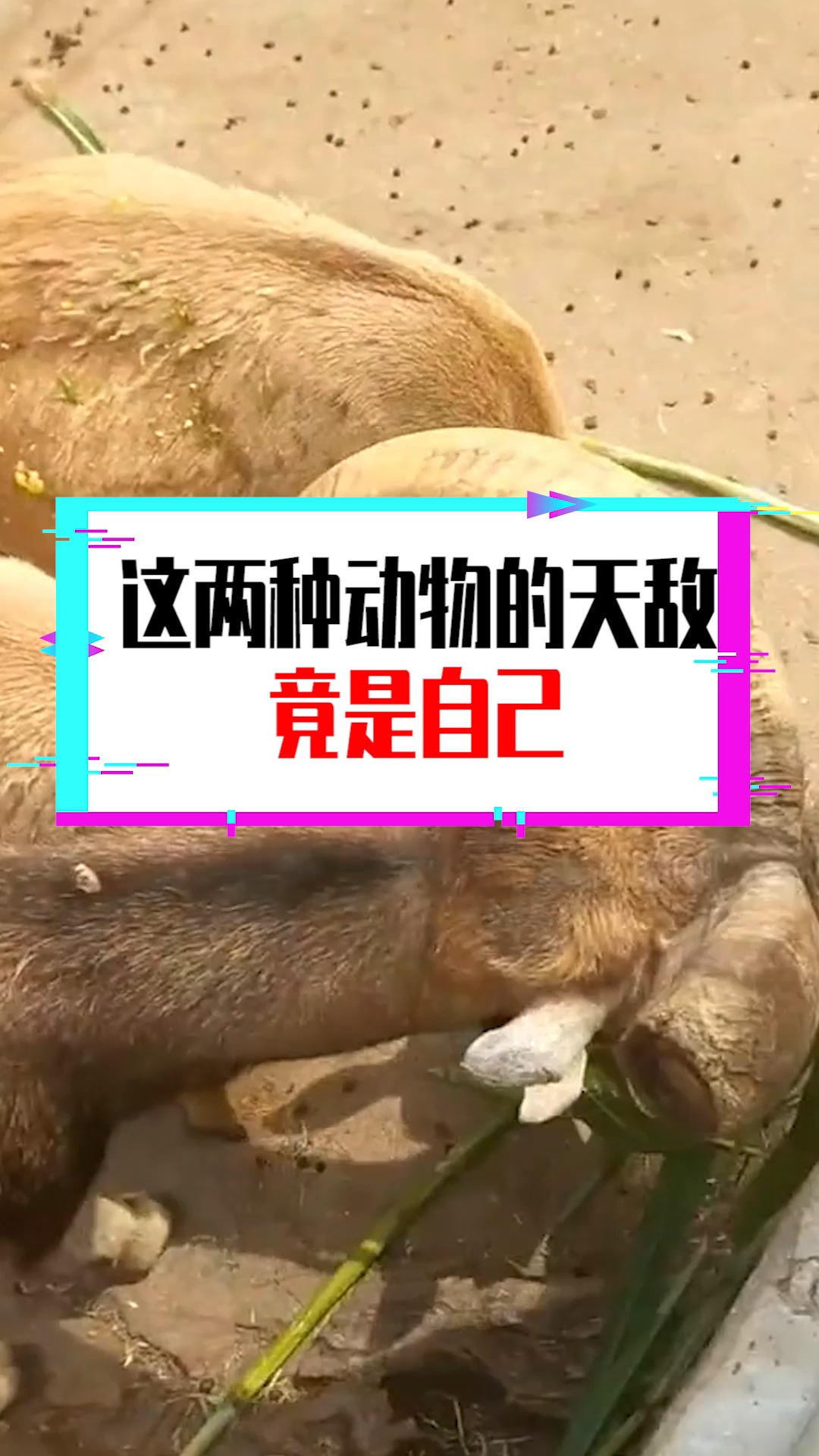 奇闻趣事抢先看#这两种动物的天敌,竟是自己,最终会被自己"杀死"!