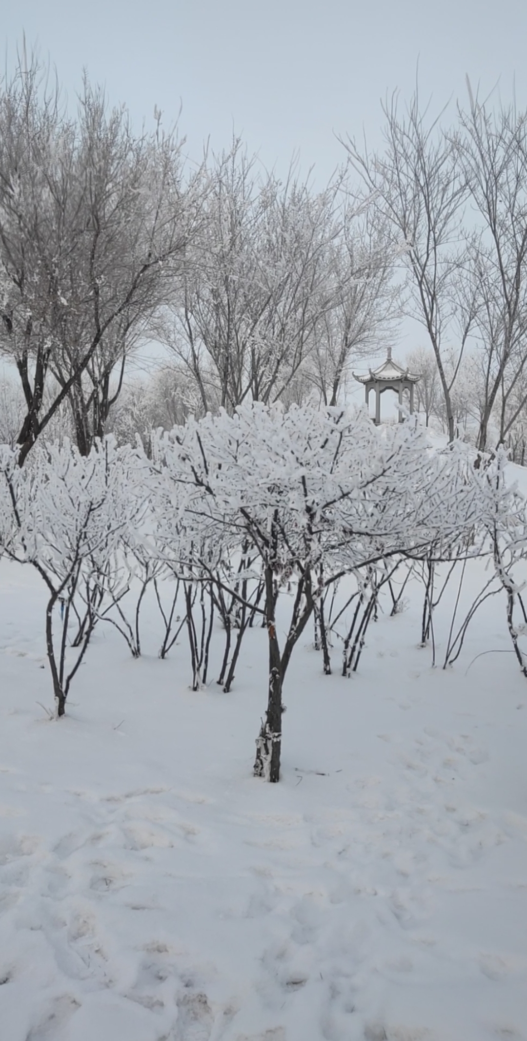 你那里下雪了吗#2020年的第一场雪